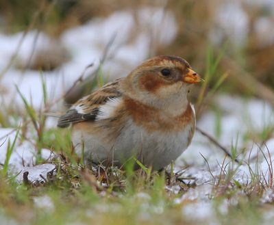 Sneeuwgors - Snow Bunting