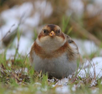Sneeuwgors - Snow Bunting