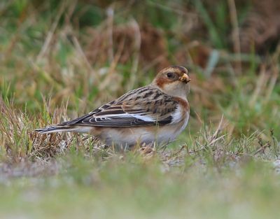 Sneeuwgors - Snow Bunting