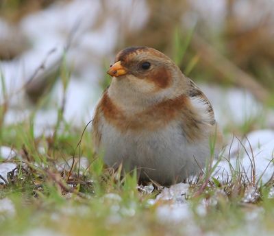 Sneeuwgors - Snow Bunting