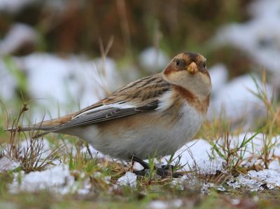 Sneeuwgors - Snow Bunting