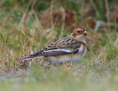 Sneeuwgors - Snow Bunting