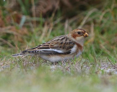 Sneeuwgors - Snow Bunting