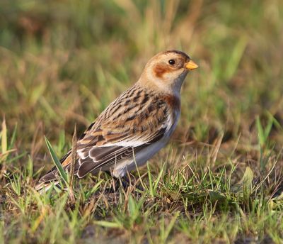 Sneeuwgors - Snow Bunting