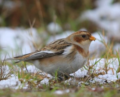 Sneeuwgors - Snow Bunting