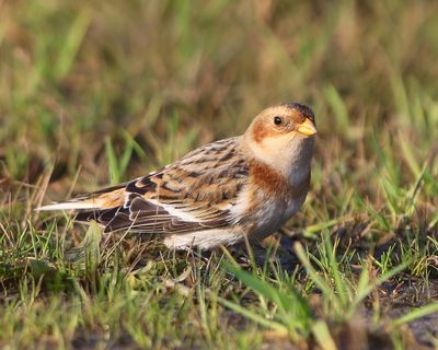 Sneeuwgors - Snow Bunting