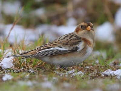 Sneeuwgors - Snow Bunting