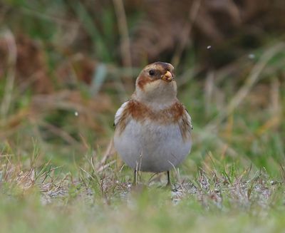Sneeuwgors - Snow Bunting