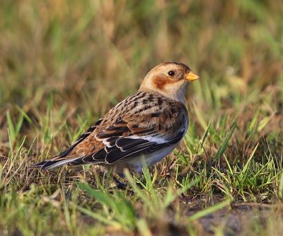 Sneeuwgors - Snow Bunting