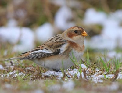 Sneeuwgors - Snow Bunting