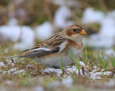 Sneeuwgors - Snow Bunting