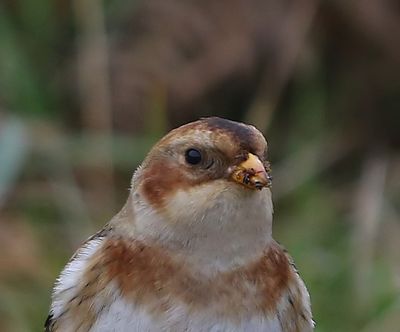Sneeuwgors - Snow Bunting