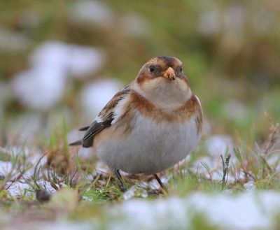 Sneeuwgors - Snow Bunting