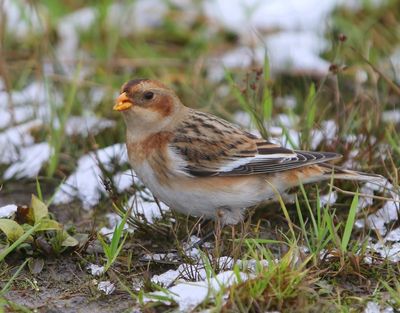Sneeuwgors - Snow Bunting