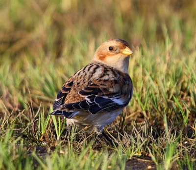 Sneeuwgors - Snow Bunting
