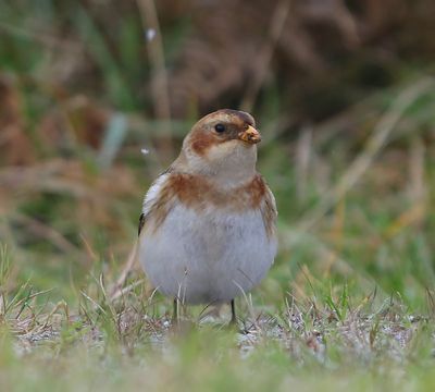 Sneeuwgors - Snow Bunting