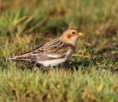 Sneeuwgors - Snow Bunting