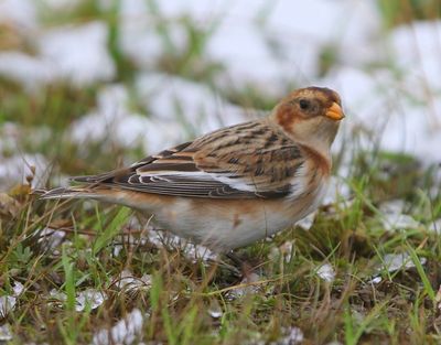Sneeuwgors - Snow Bunting