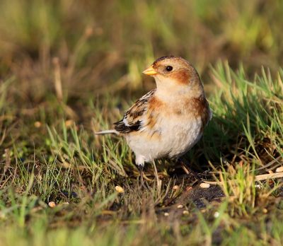 Sneeuwgors - Snow Bunting