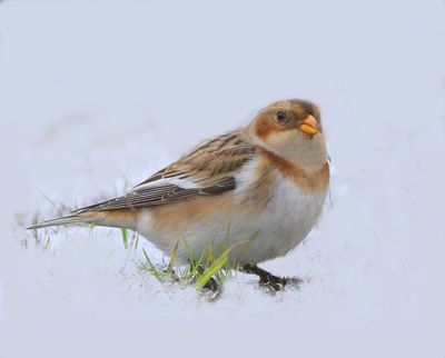 Sneeuwgors - Snow Bunting