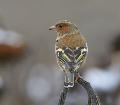 Vink - Common Chaffinch