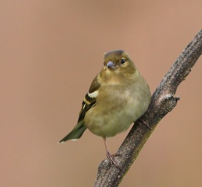 Vink - Common Chaffinch