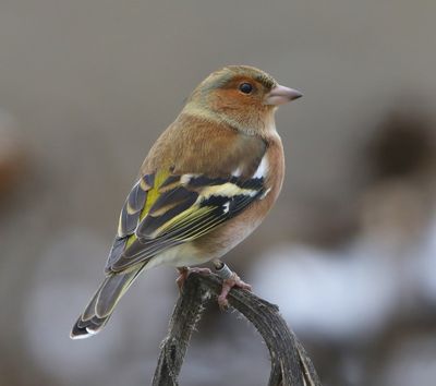 Vink - Common Chaffinch