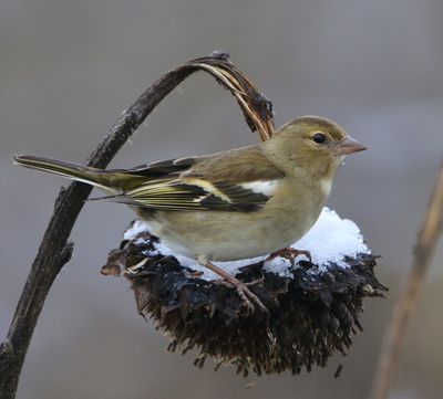 Vink - Common Chaffinch