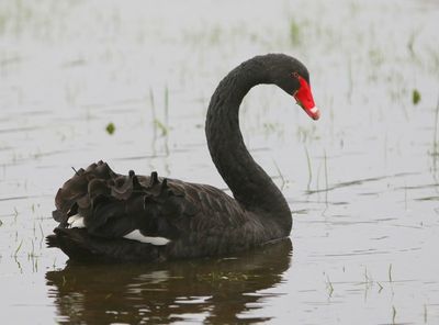 Zwarte Zwaan - Black Swan