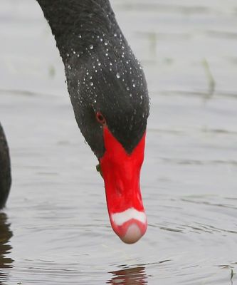 Zwarte Zwaan - Black Swan