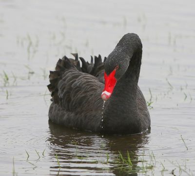 Zwarte Zwaan - Black Swan