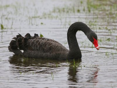 Zwarte Zwaan - Black Swan