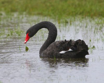 Zwarte Zwaan - Black Swan
