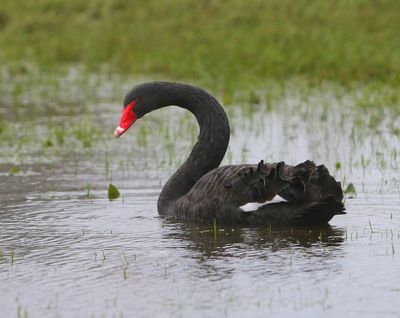 Zwarte Zwaan - Black Swan