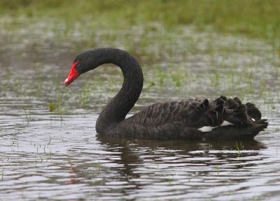 Zwarte Zwaan - Black Swan