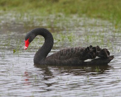 Zwarte Zwaan - Black Swan