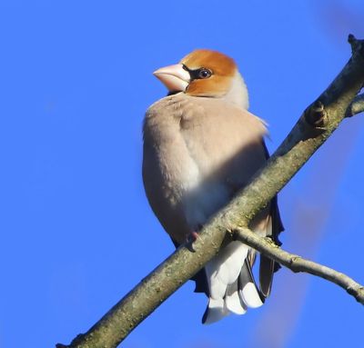 Appelvink - Hawfinch