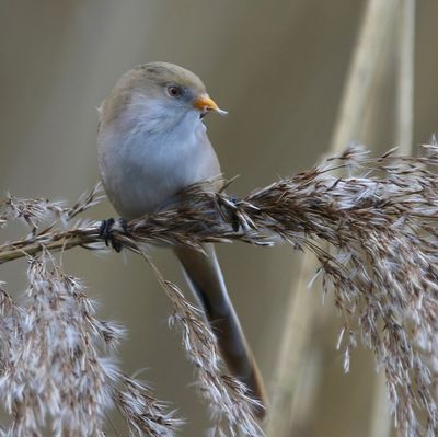 Baardman - Bearded Reedling