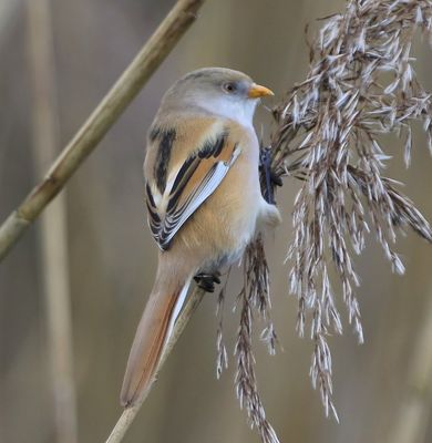 Baardman - Bearded Reedling
