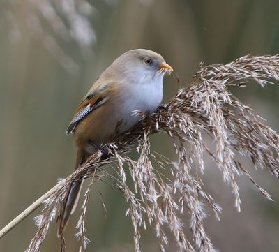 Baardman - Bearded Reedling
