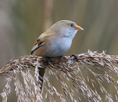 Baardman - Bearded Reedling