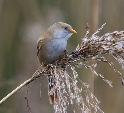 Baardman - Bearded Reedling