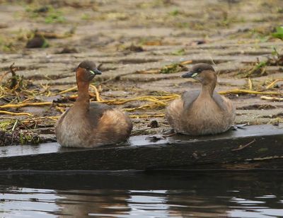 Dodaars - Little Grebes