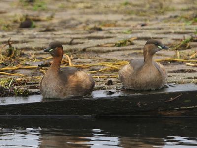 Dodaars - Little Grebes