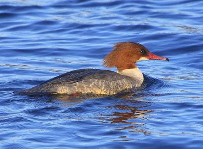 Grote Zaagbek - Common Merganser