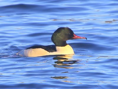 Grote Zaagbek - Common Merganser