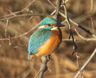 IJsvogel - Common Kingfisher