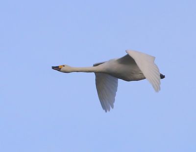 Kleine Zwaan - Bewick's Swan