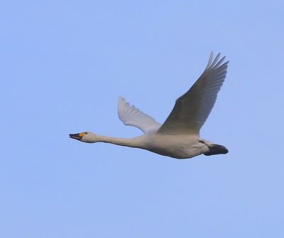 Kleine Zwaan - Bewick's Swan