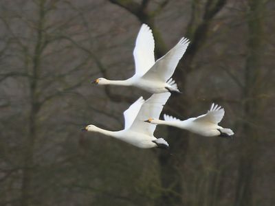 Kleine Zwanen - Bewick's Swans